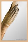 دم اسبی